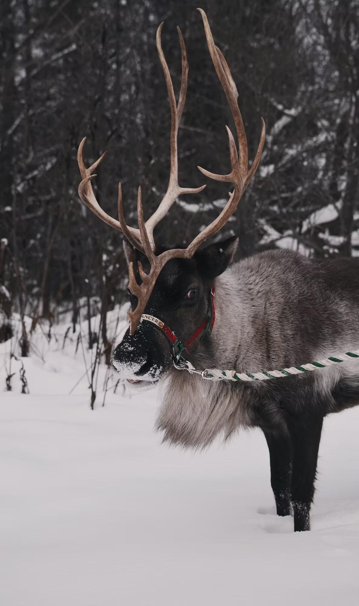 Picture of Vermont Reindeer Farm