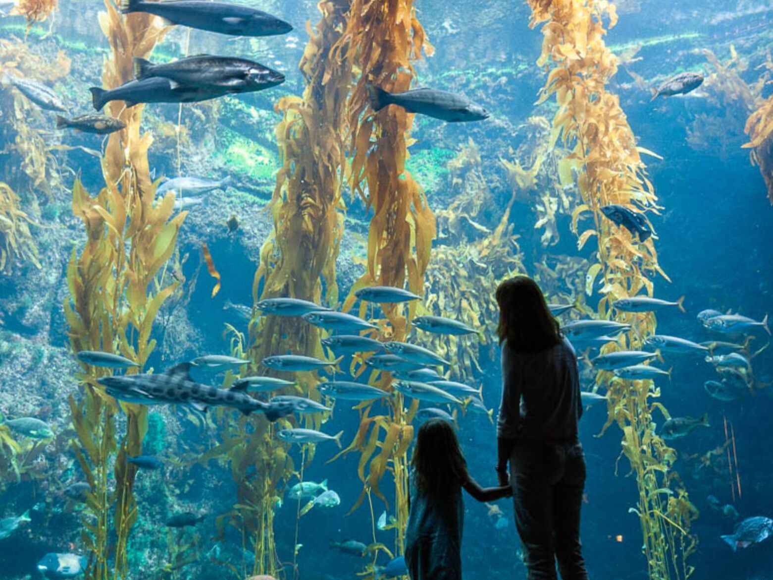Picture of Aquarium of the Pacific