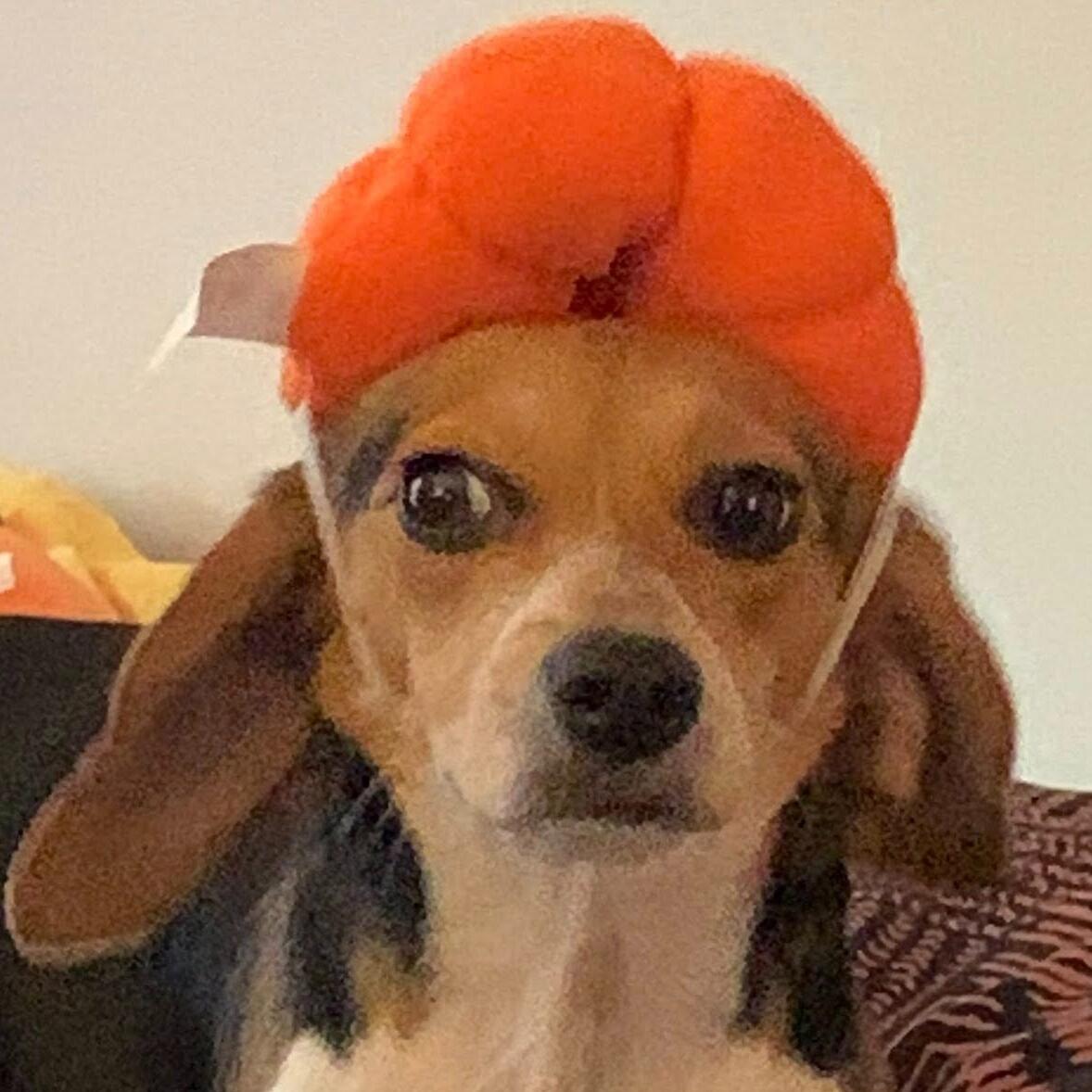 Dolly Pumpkin 