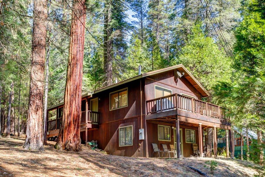 Picture of The Redwoods In Yosemite