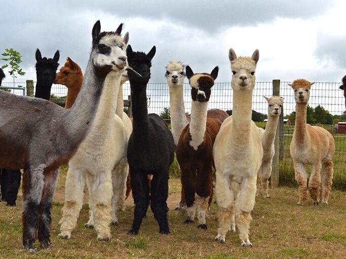Picture of Saint Mary-of-the-Woods College Trails and Alpaca Farm