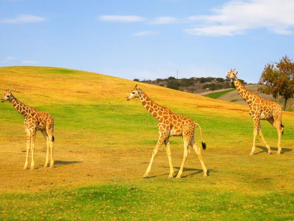 Picture of San Diego Zoo Safari Park