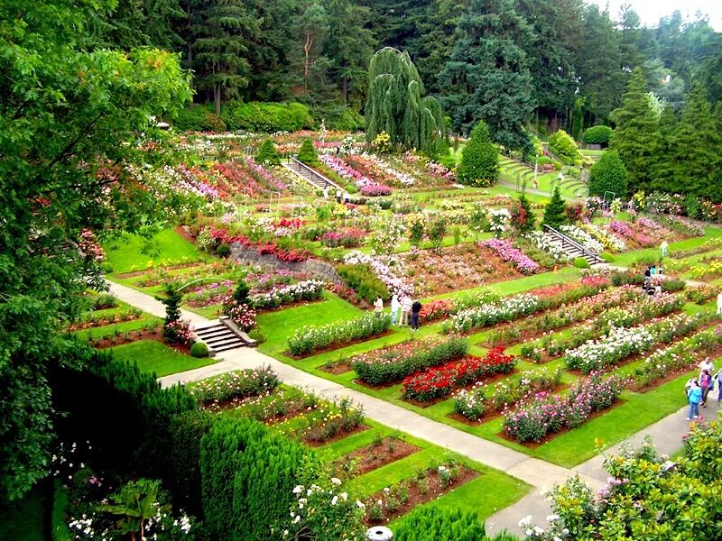 Picture of International Rose Test Garden