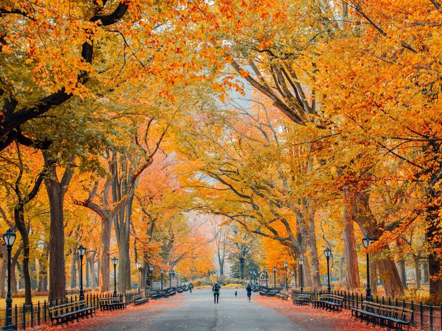 Picture of Central Park