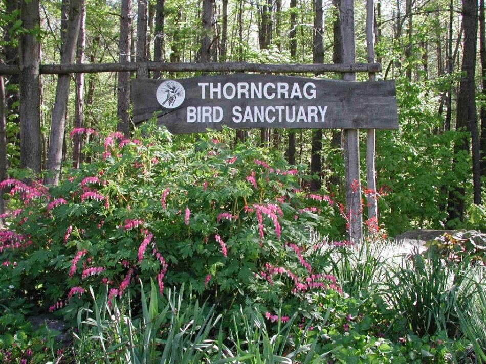 Picture of Thorncrag Bird Sanctuary