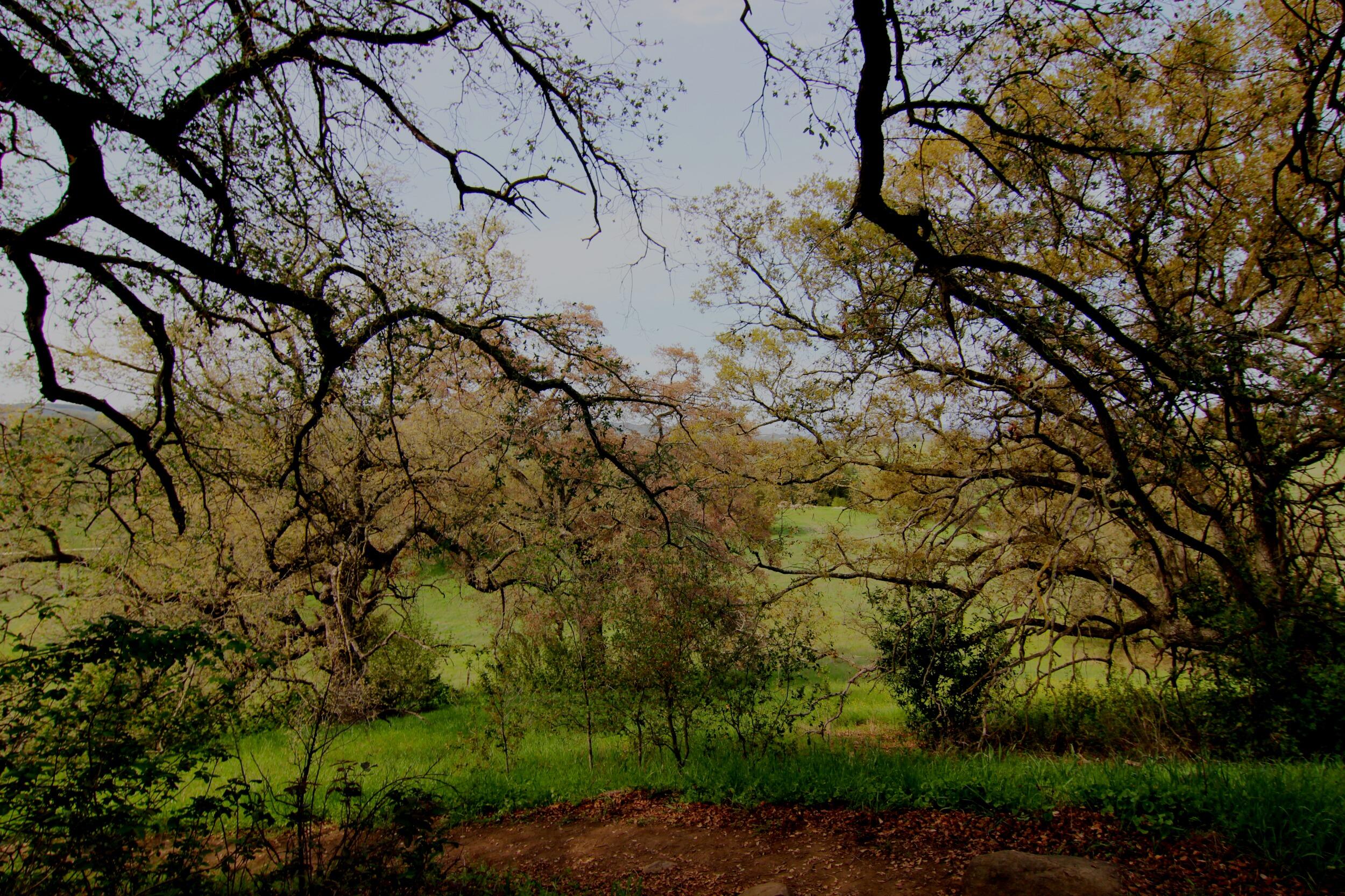Picture of Santa Rosa Plateau Ecological Preserve