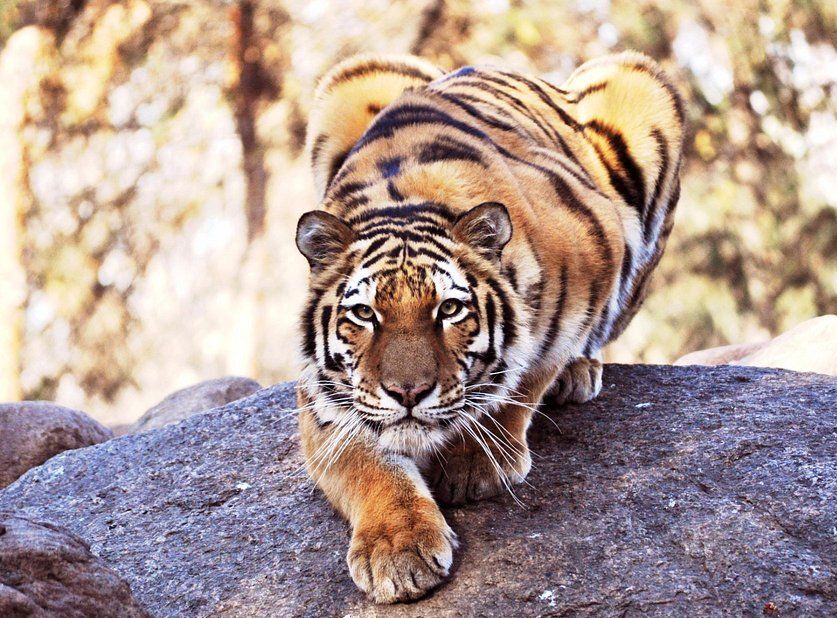Picture of Great Plains Zoo
