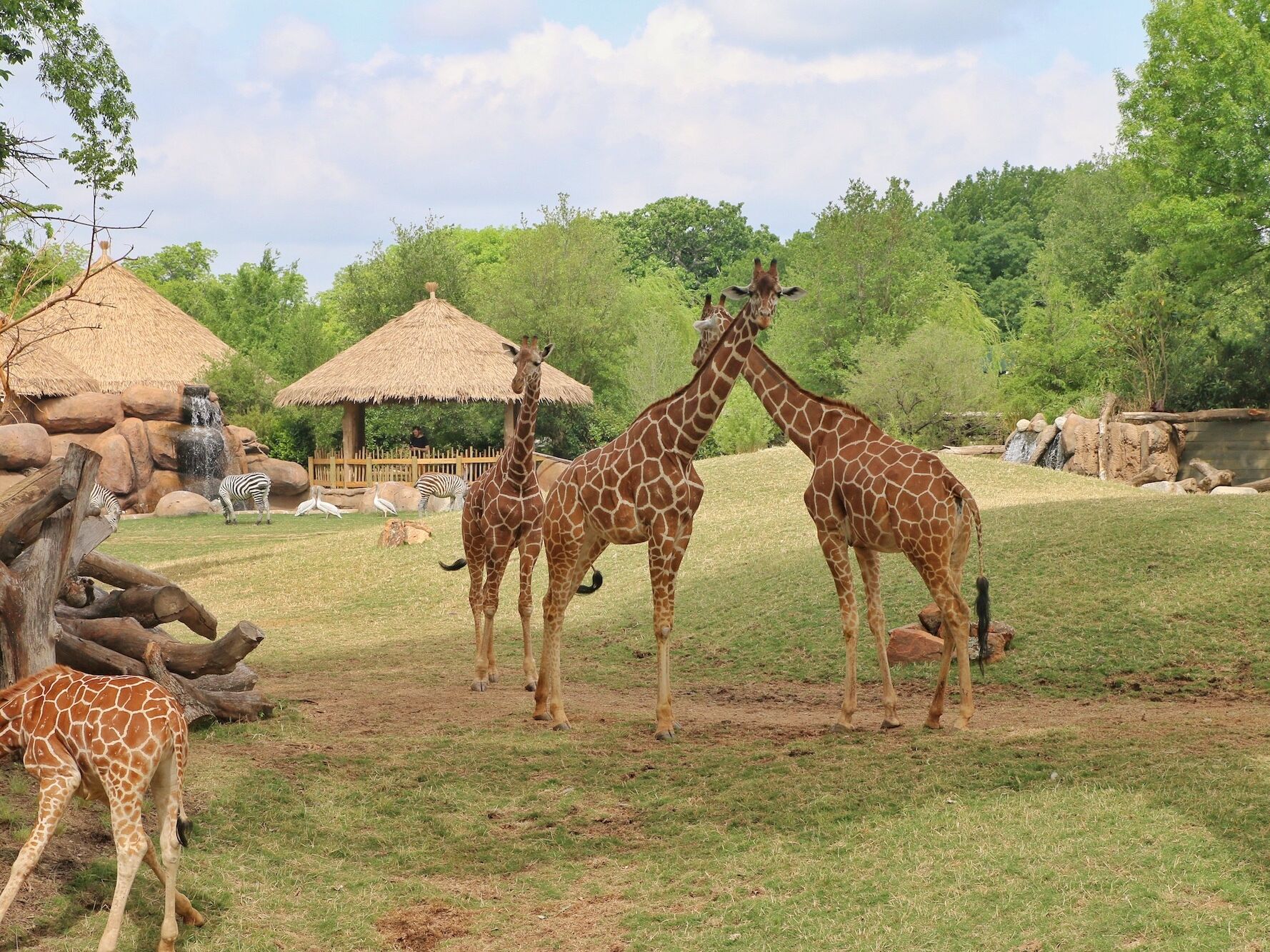 Picture of Fort Worth Zoo