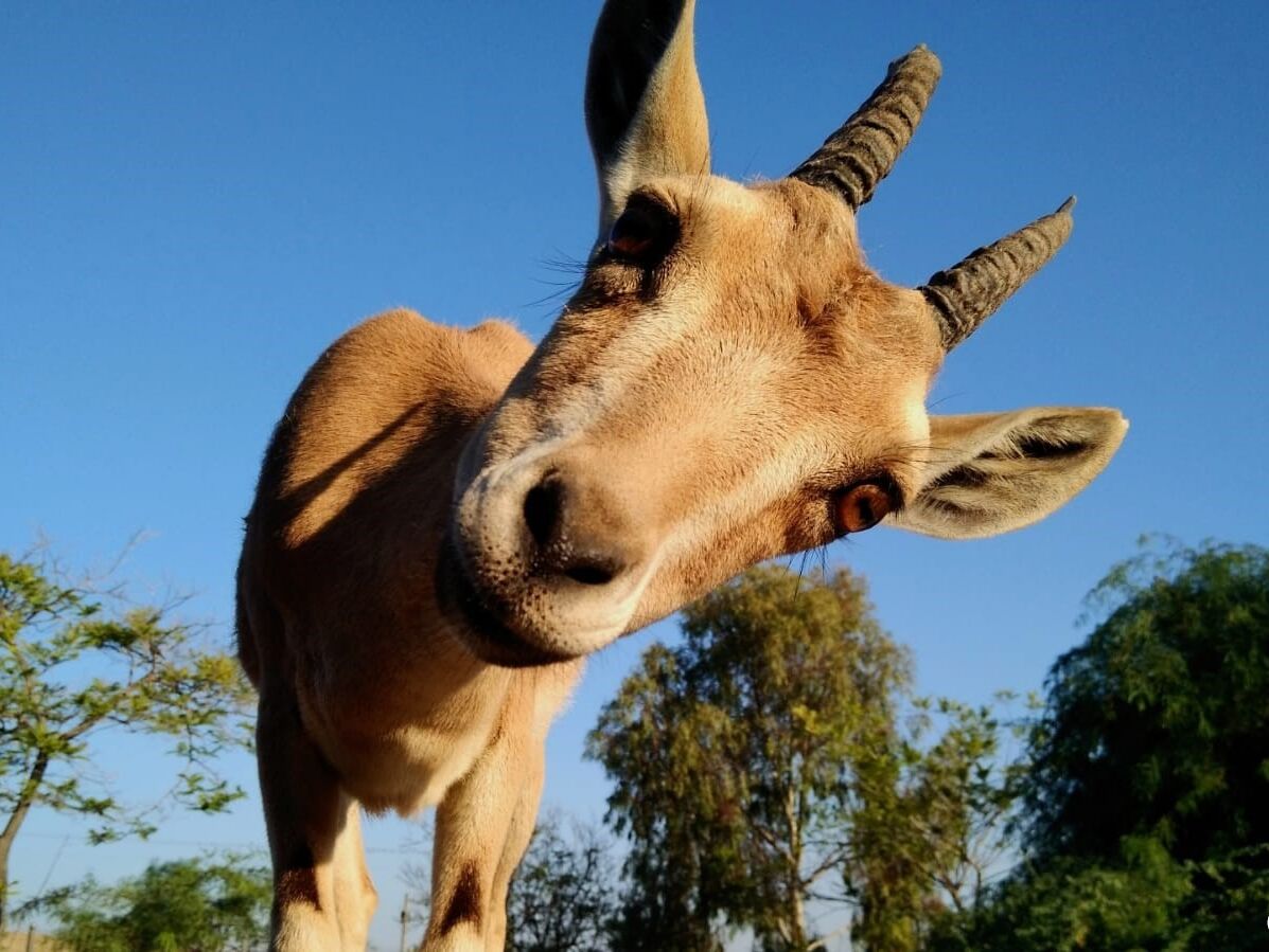 Picture of Negev Zoo