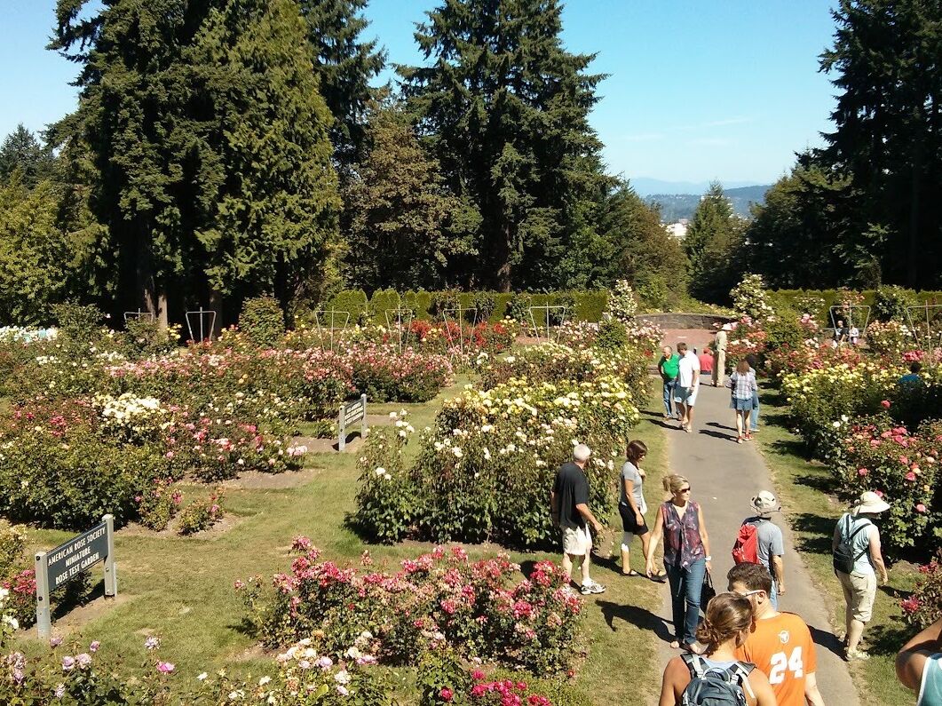 Picture of International Rose Test Garden