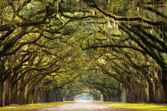 Picture of Wormsloe State Historic Site