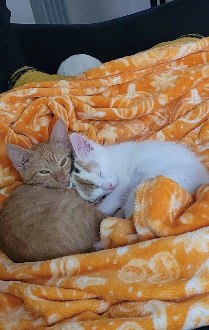 Picture of Humane Society of Missouri