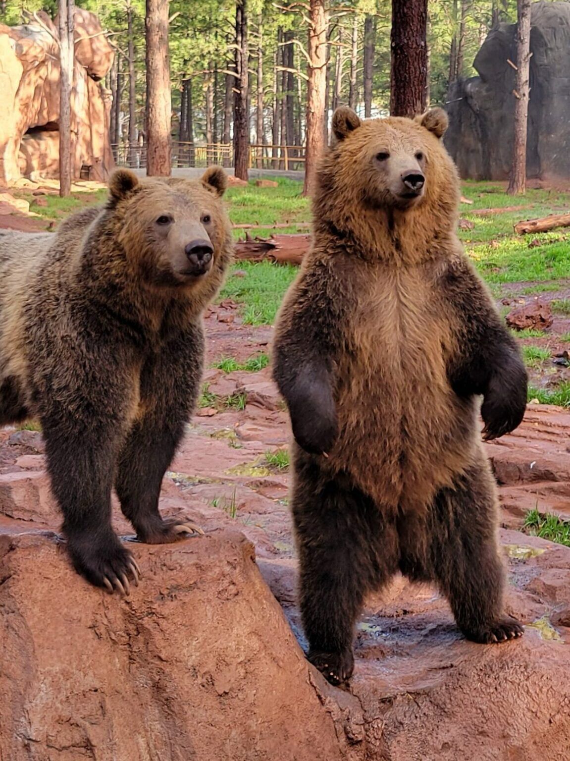 Picture of Bearizona Wildlife Park