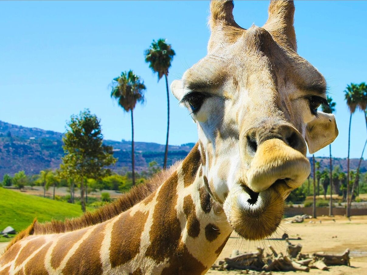 Picture of The San Diego Zoo & Safari Park