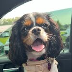 Waffles Fieldsend