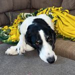 Millie