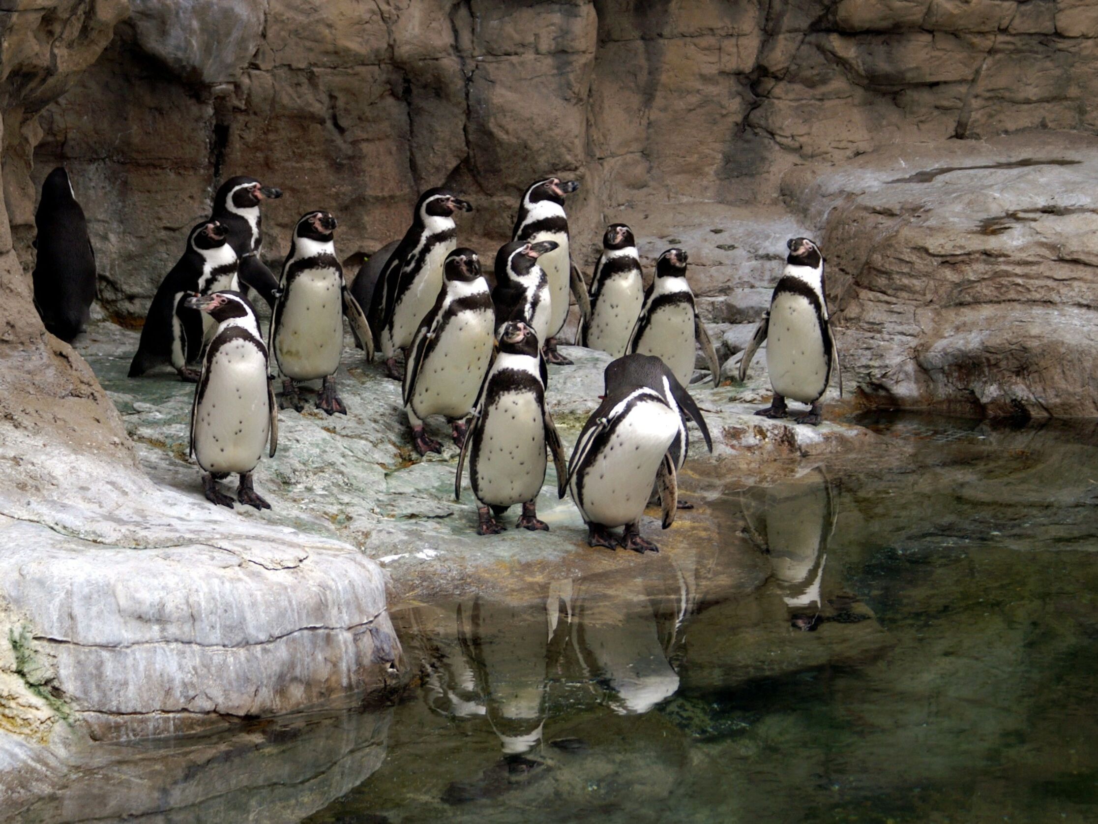 Picture of Saint Louis Zoo
