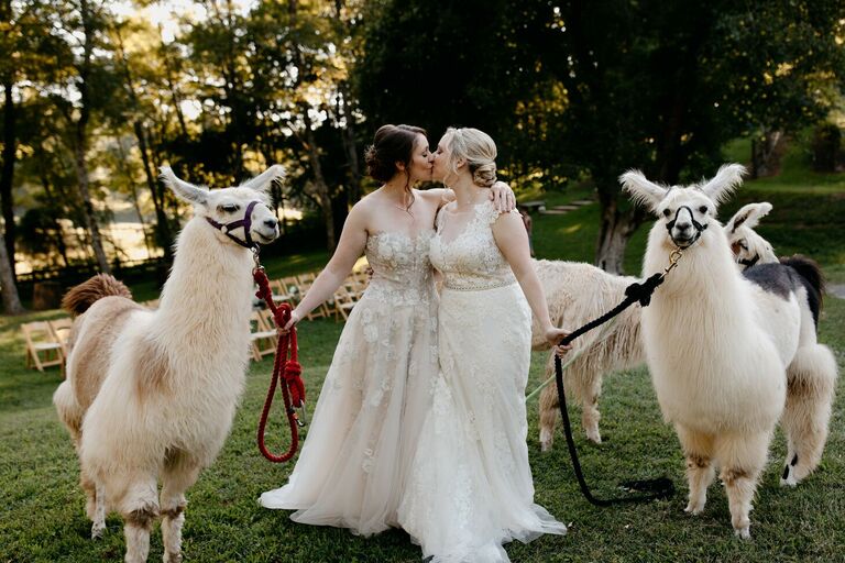 Same-sex brides sharing kiss while posing with llamas 