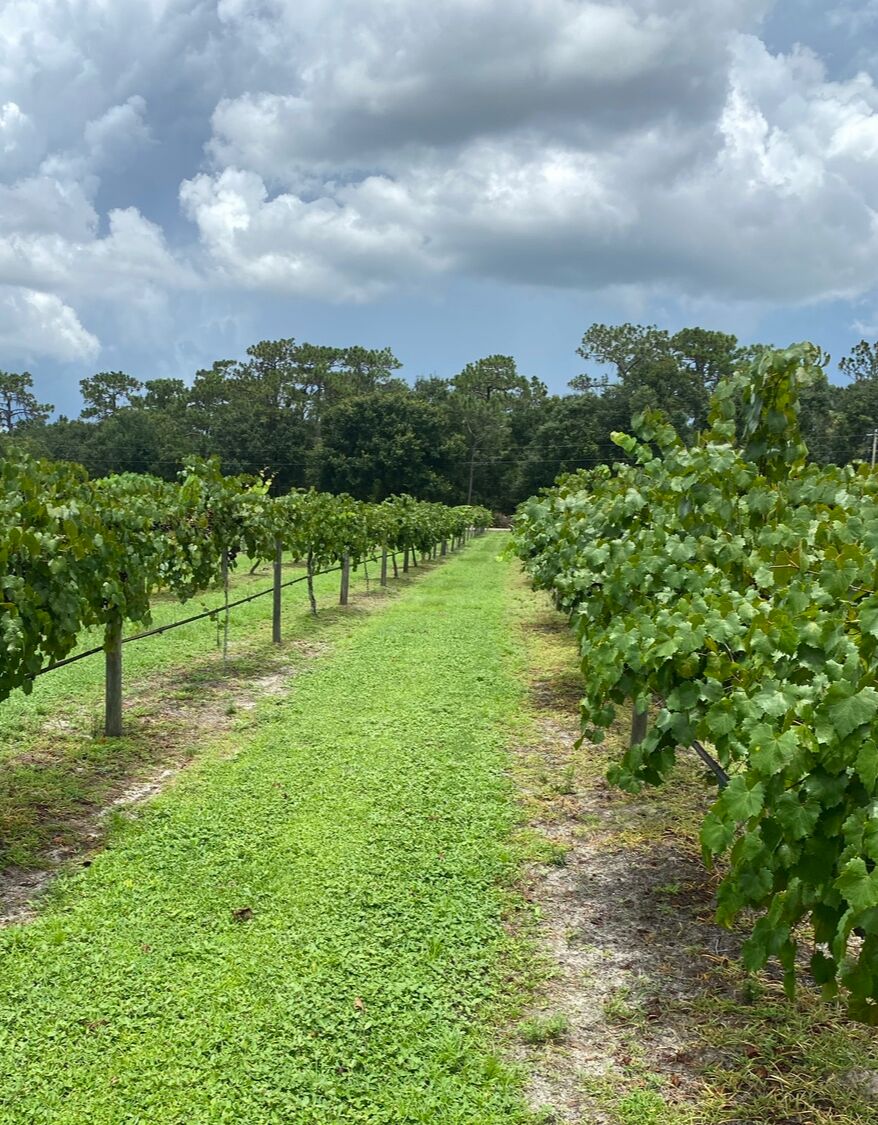Picture of Fiorelli Winery & Vineyard
