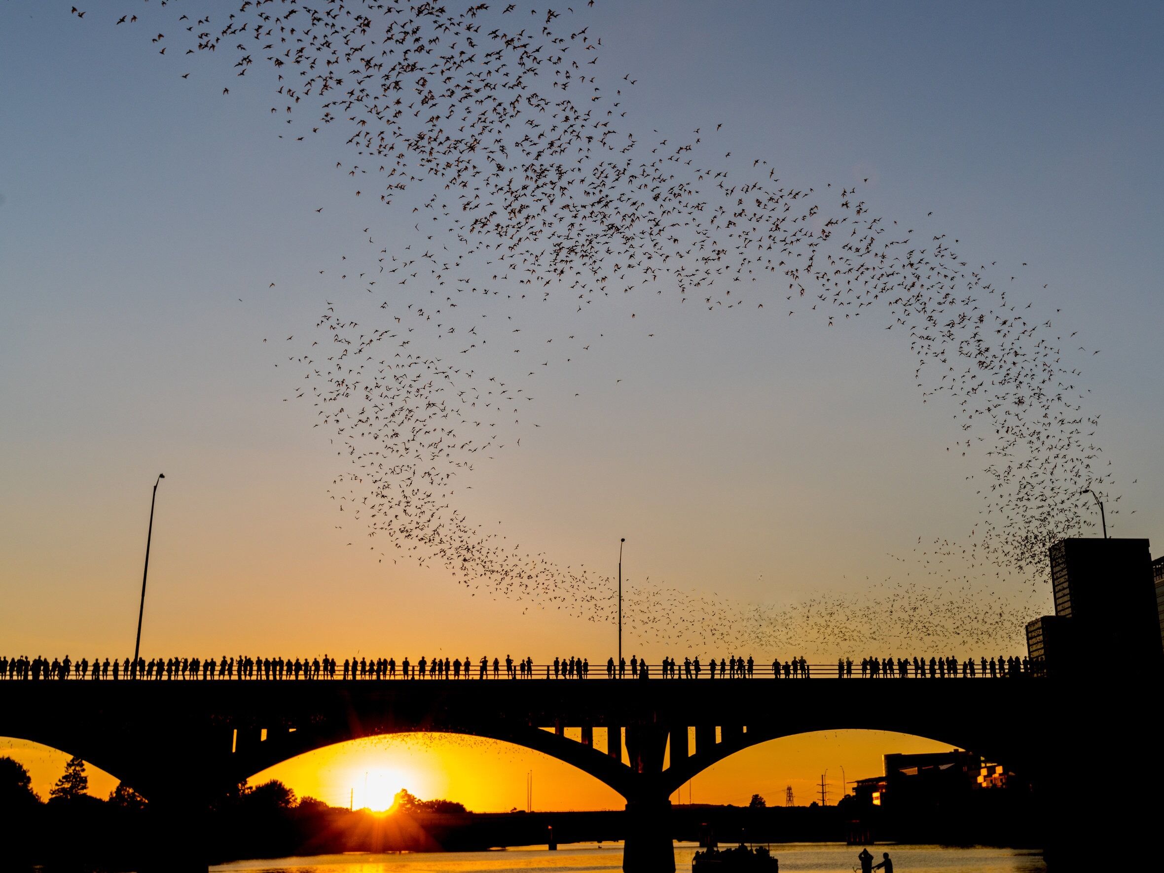 Picture of Congress Avenue Bat Watching