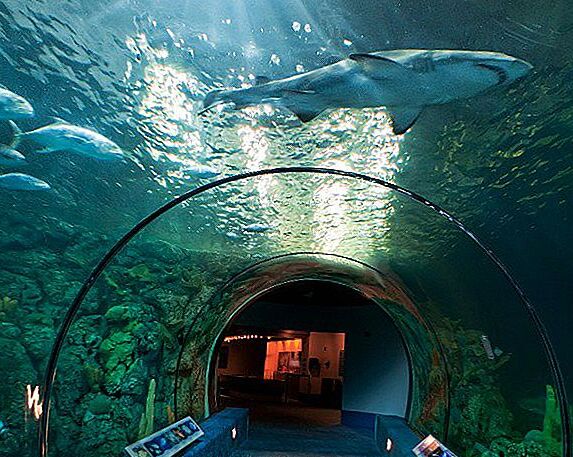 Picture of The Dallas World Aquarium 