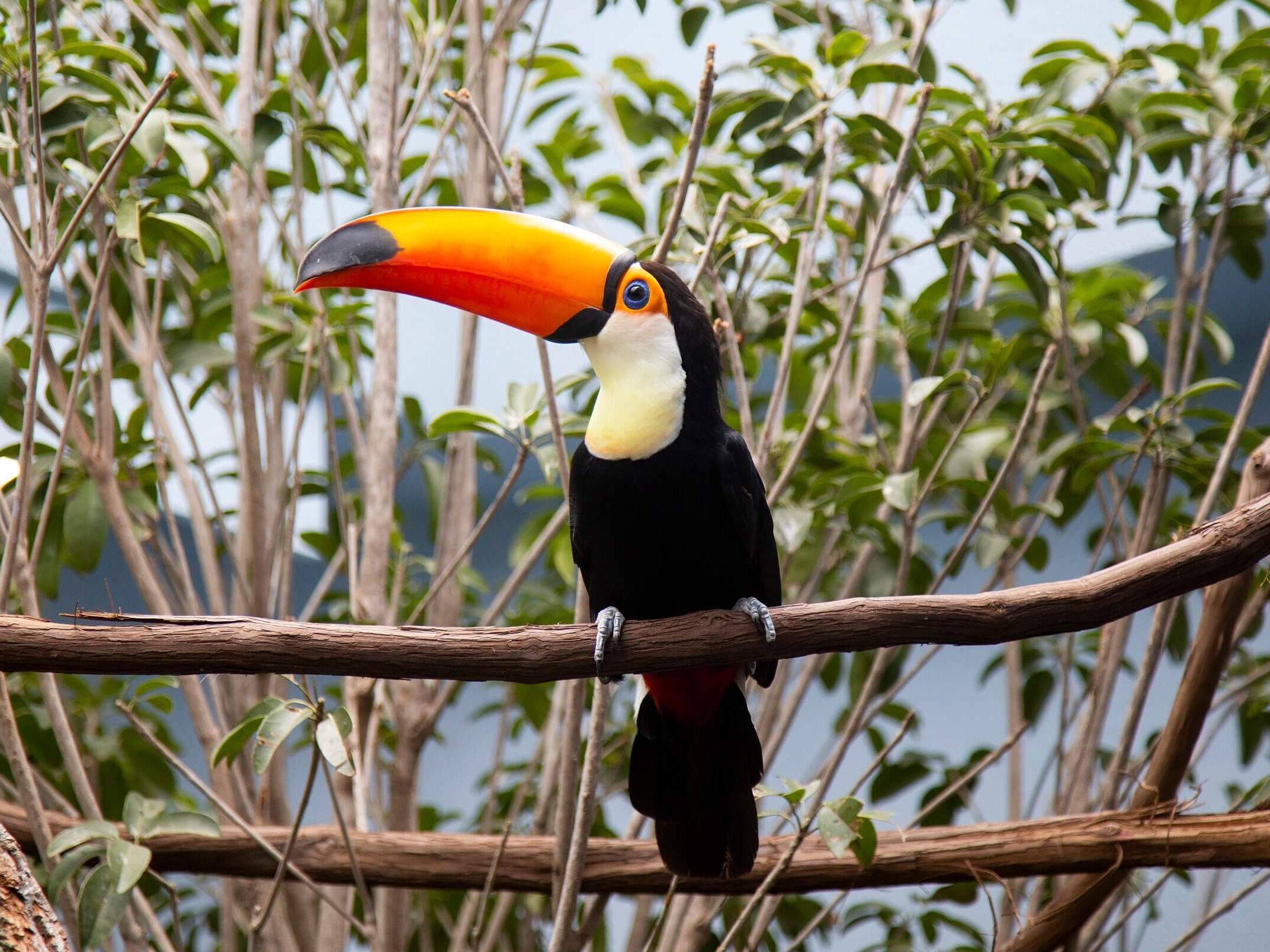 Picture of National Aviary