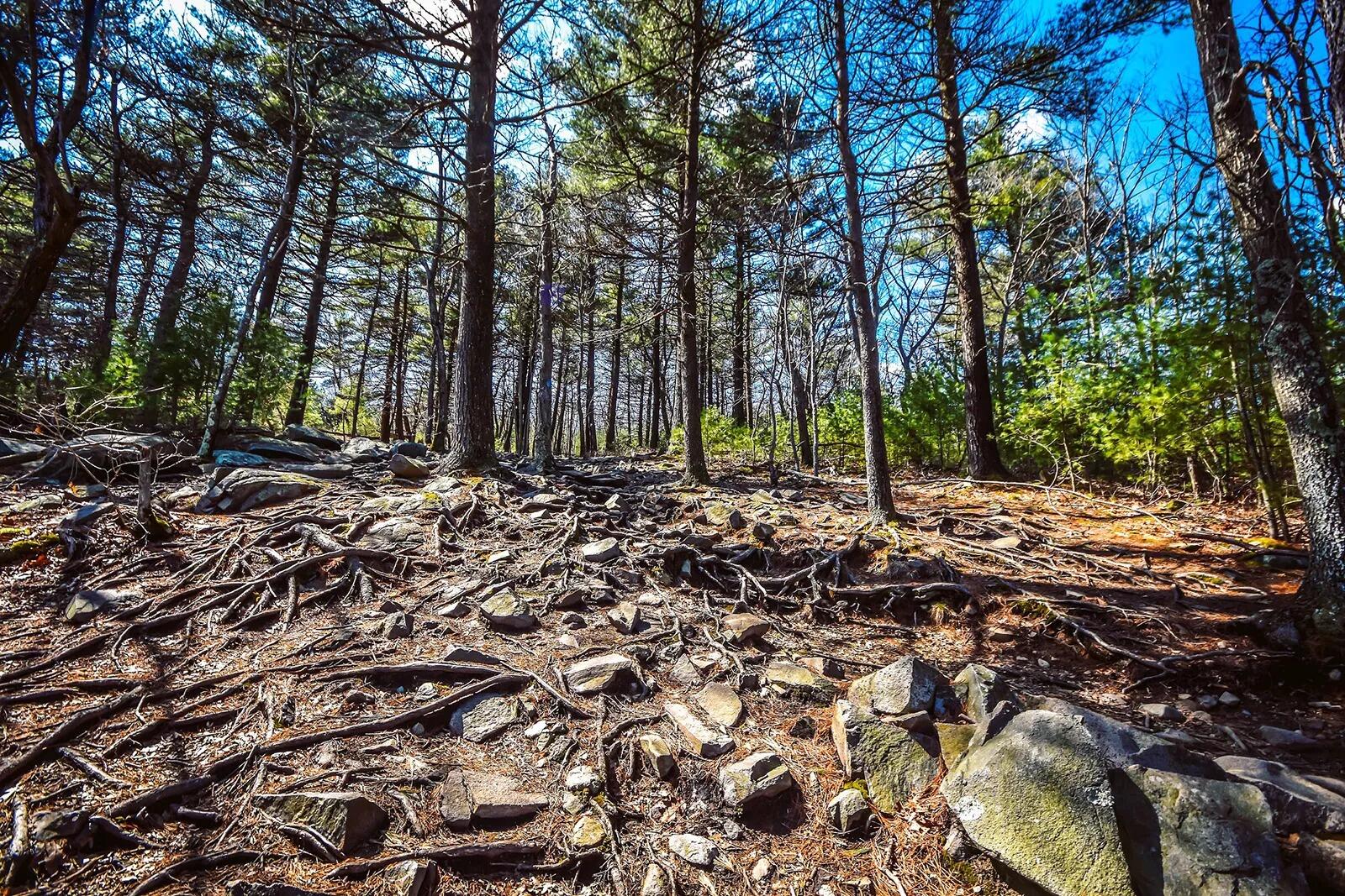 Picture of Blue Hills Reservation