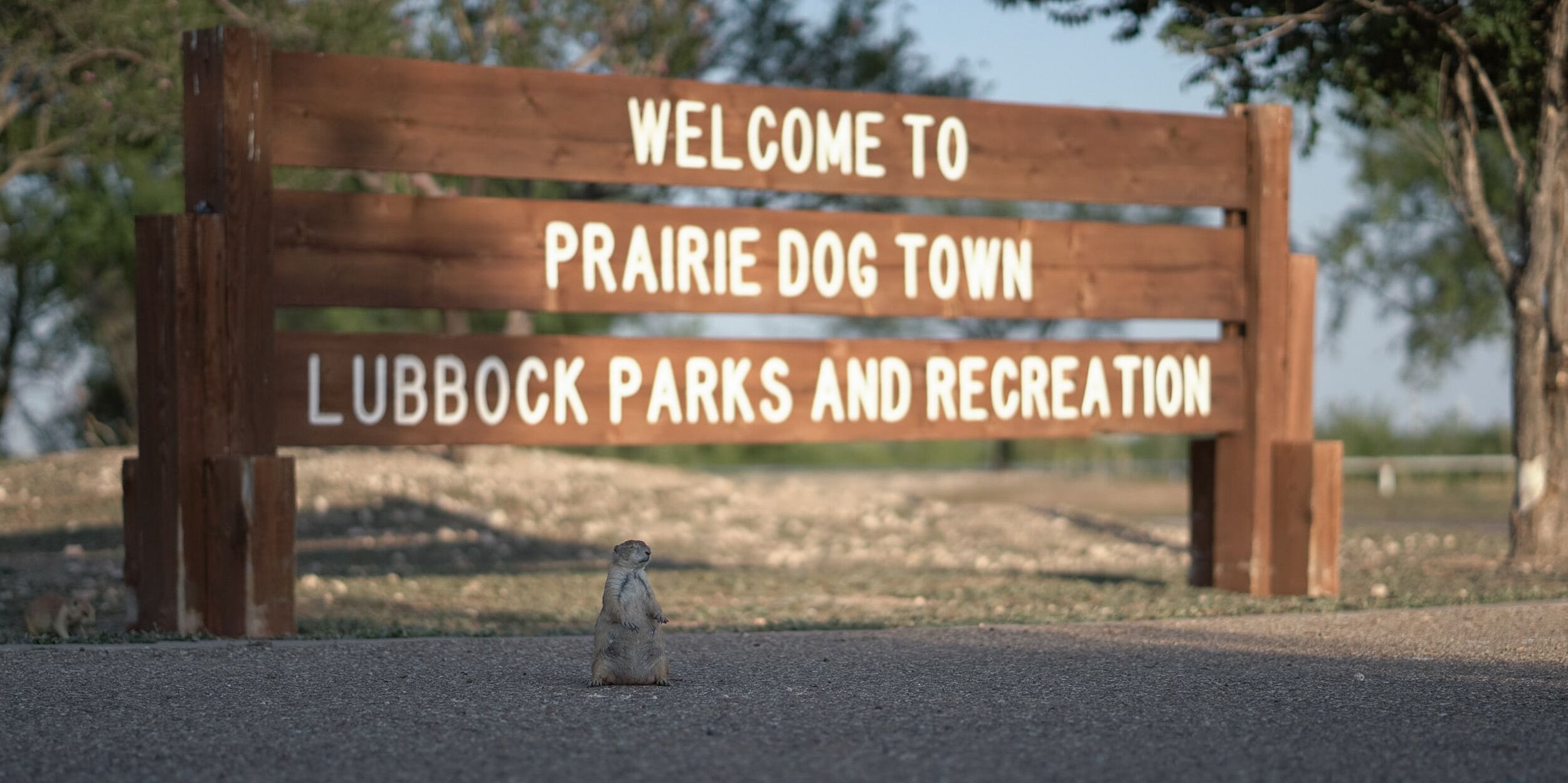 Picture of Prairie Dog Town