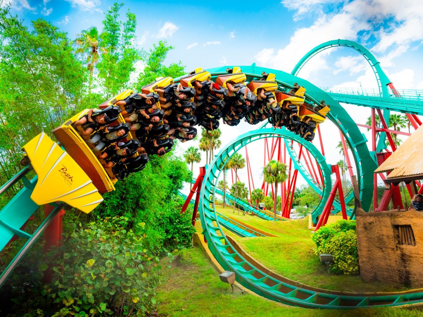 Picture of Busch Gardens Tampa Bay