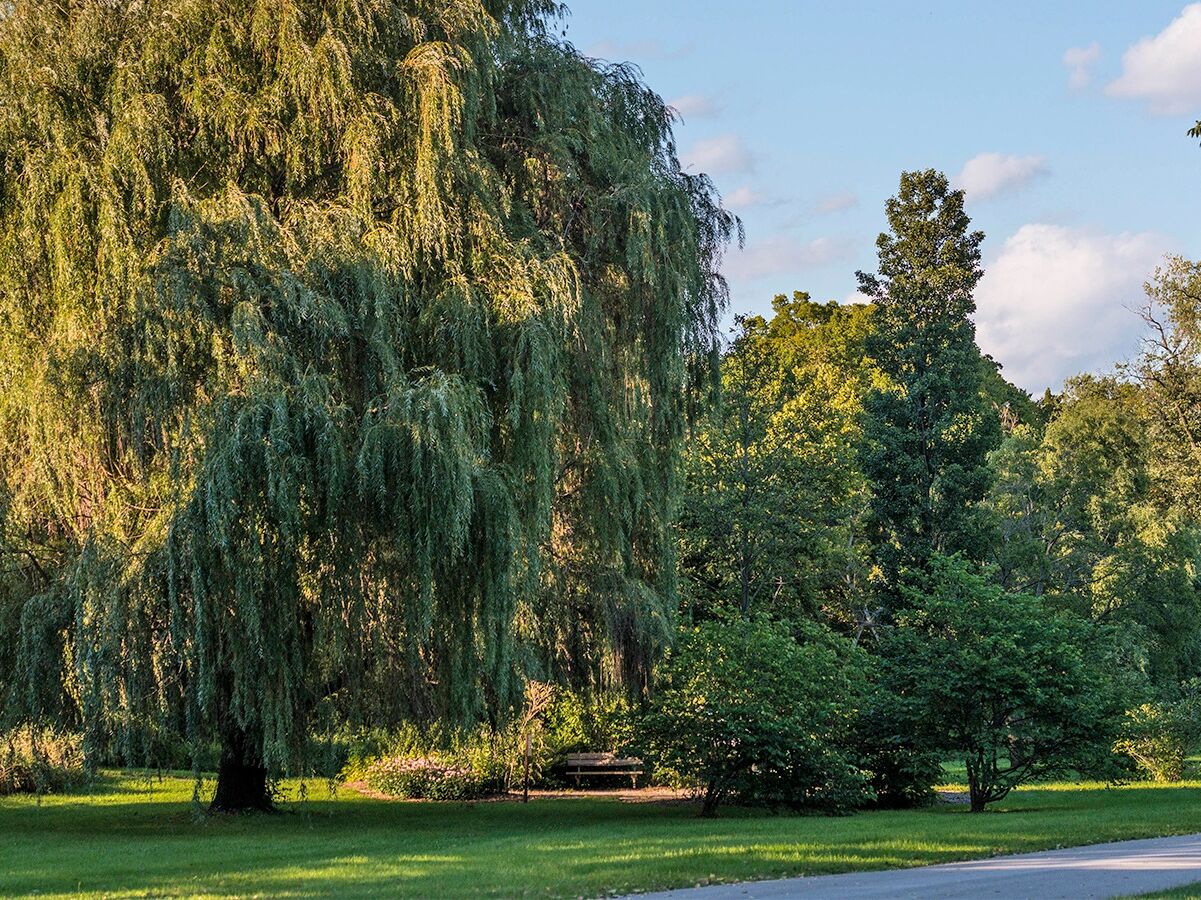 Picture of Explore Morton Arboretum