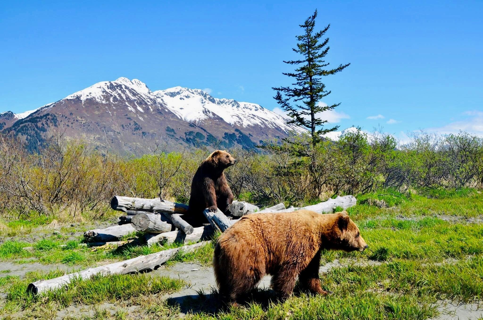 Picture of Alaska Wildlife Conservation Center
