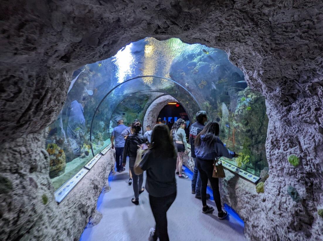 Picture of ABQ BioPark Aquarium