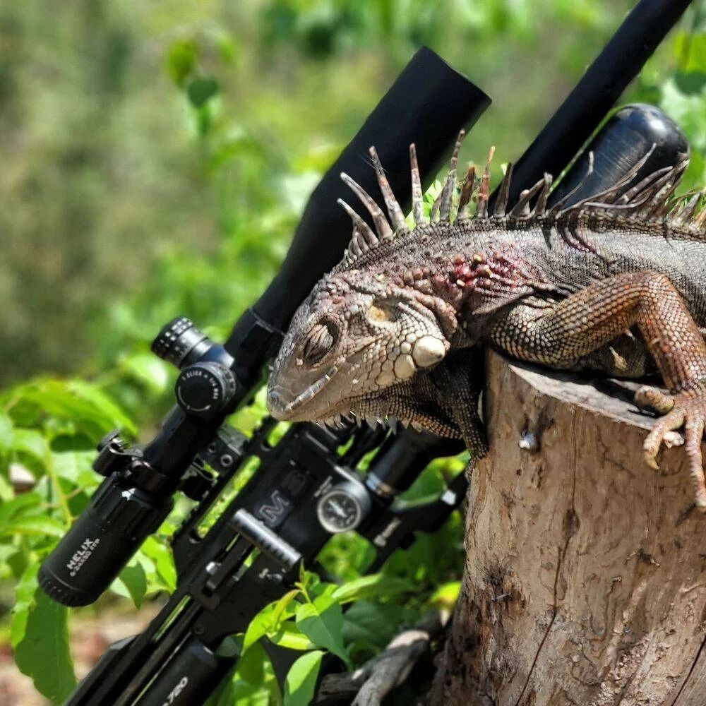 Picture of Puerto Rico Xtreme Outdoors