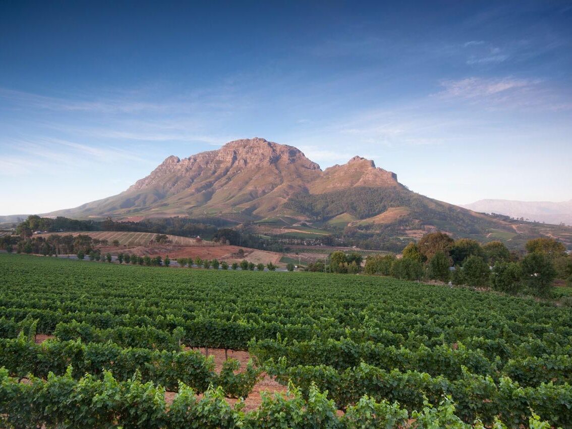 Picture of STELLENBOSCH WINE ROUTES