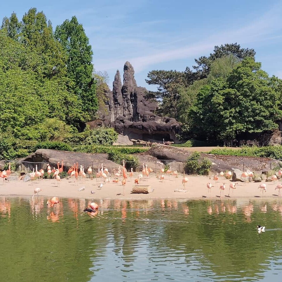 Picture of Hagenbeck Zoo