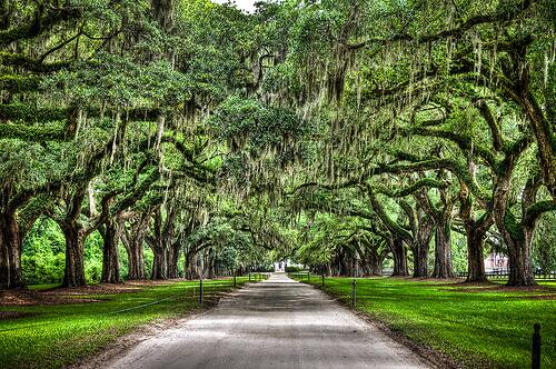Picture of Boone Hall Plantation & Gardens