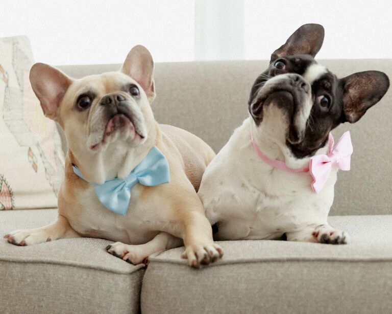 Sam Anthony and Erik Velasquez Frenchy Toast Wedding Elopement