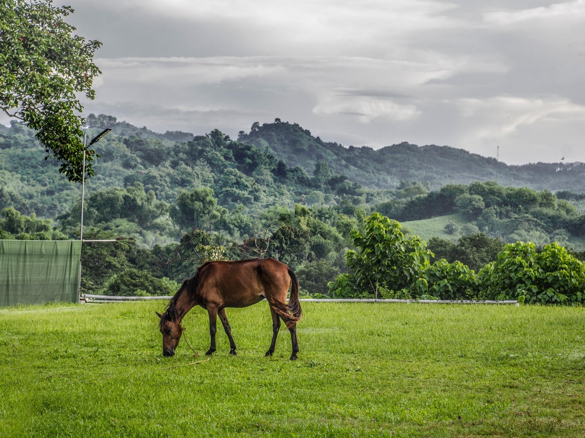 Picture of BARRETO FARM