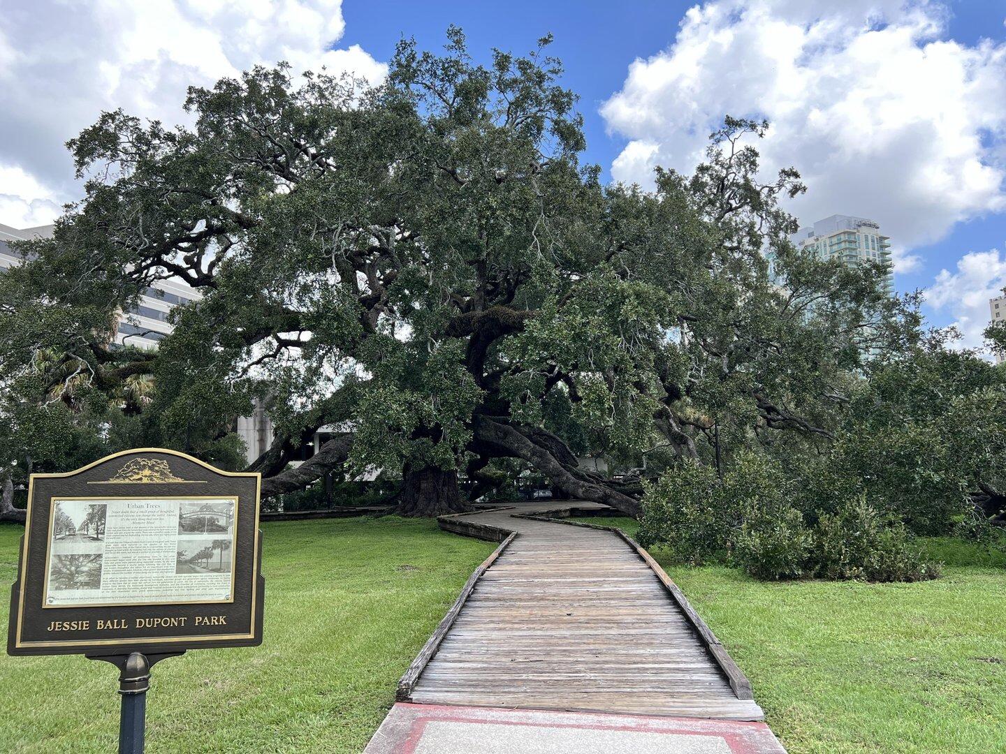 Picture of Treaty Oak