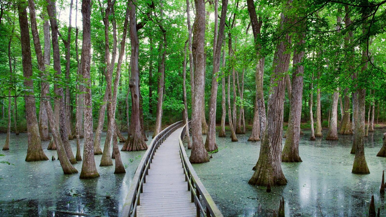 Picture of Cypress Swamp