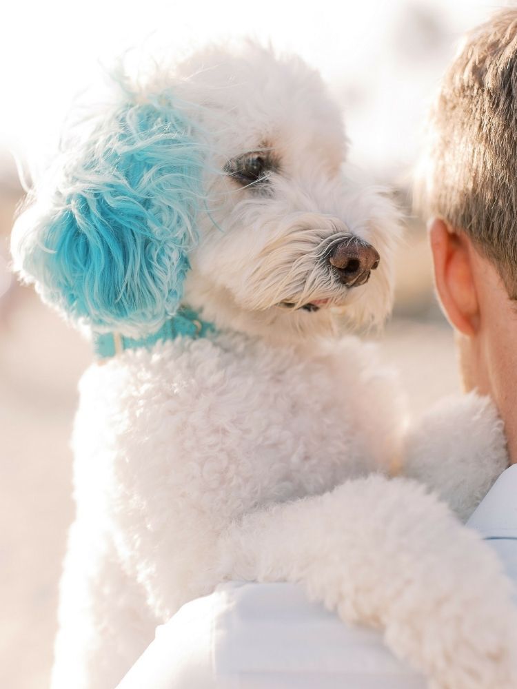 dog with blue ears
