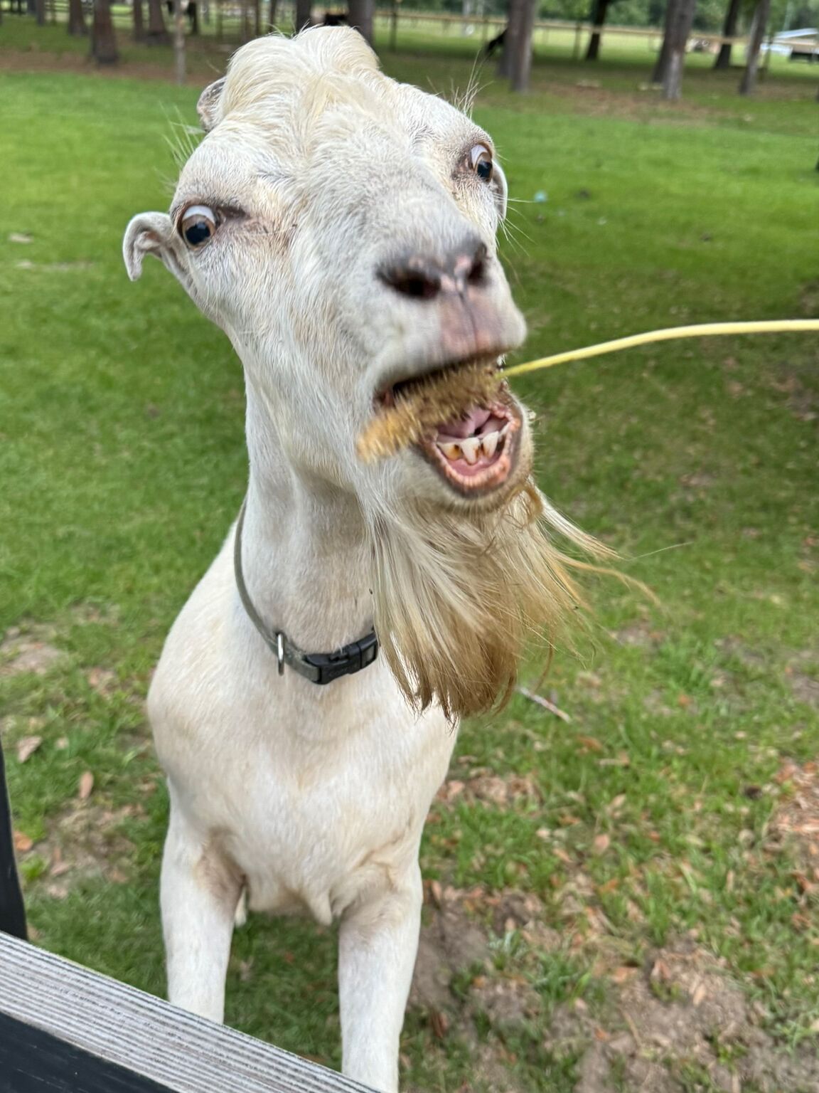 Picture of The Goatery at Kiawah River