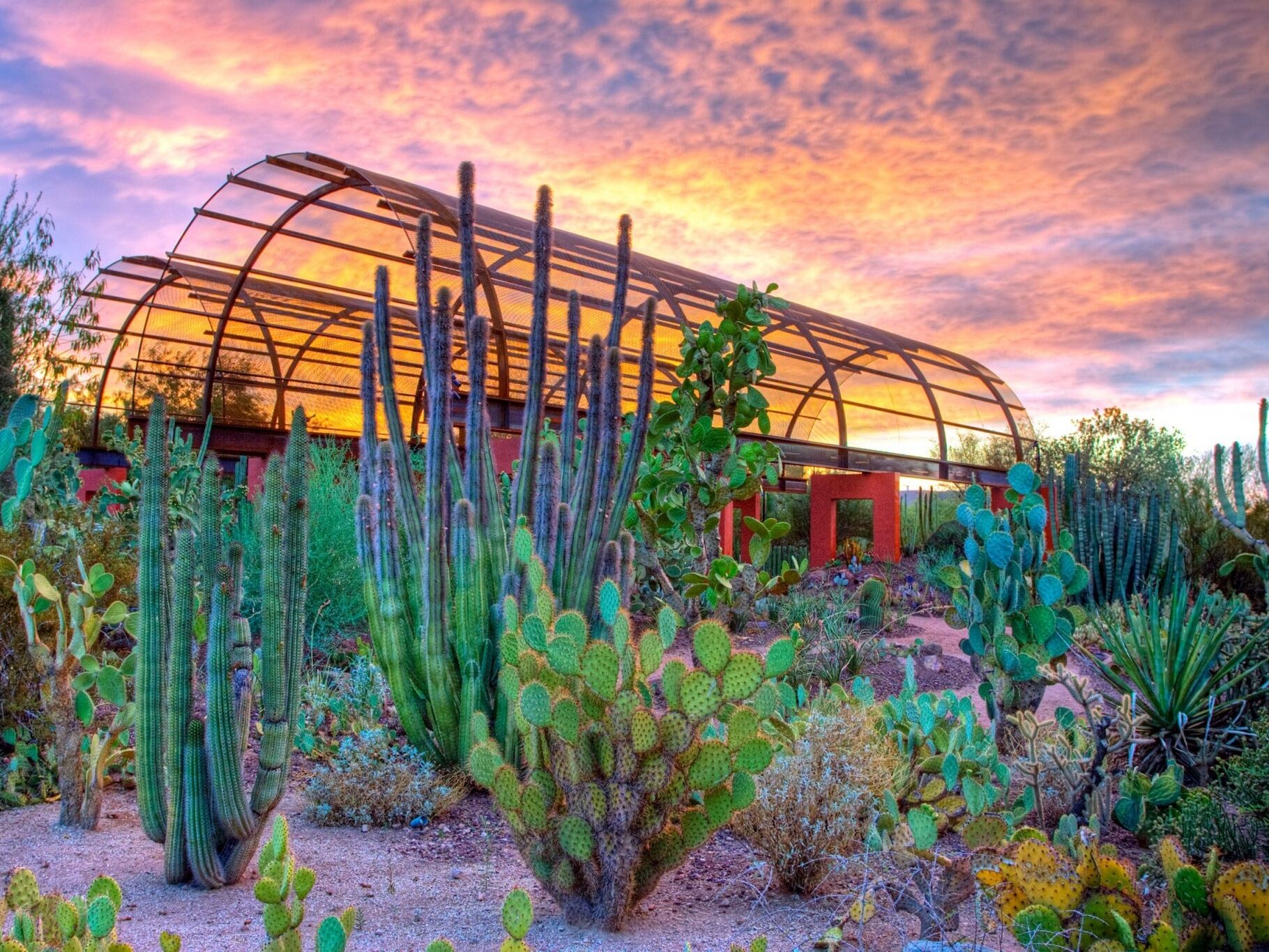 Picture of Desert Botanical Garden