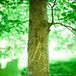 Groom Carved Wedding Monogram into a Tree