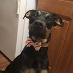 Rebel