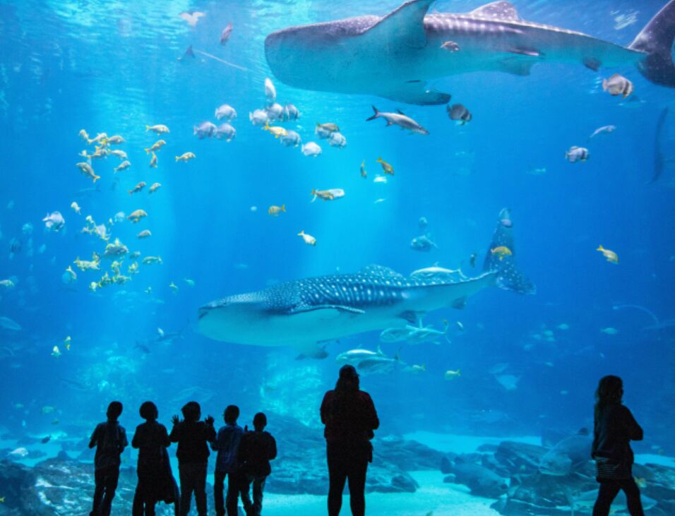 Picture of Georgia Aquarium