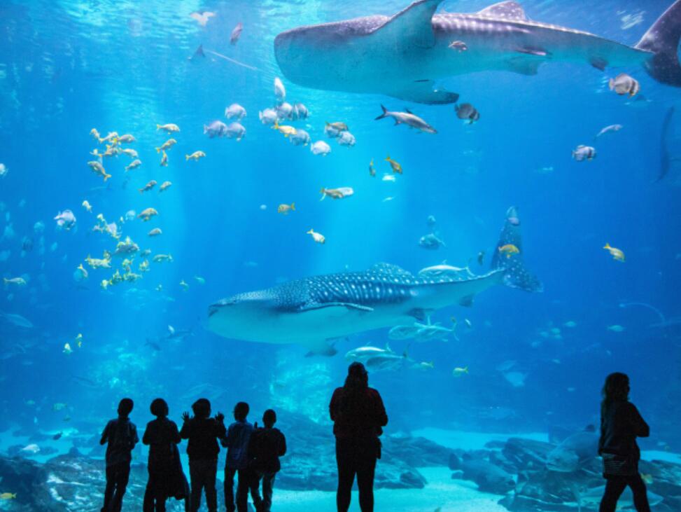 Picture of Georgia Aquarium