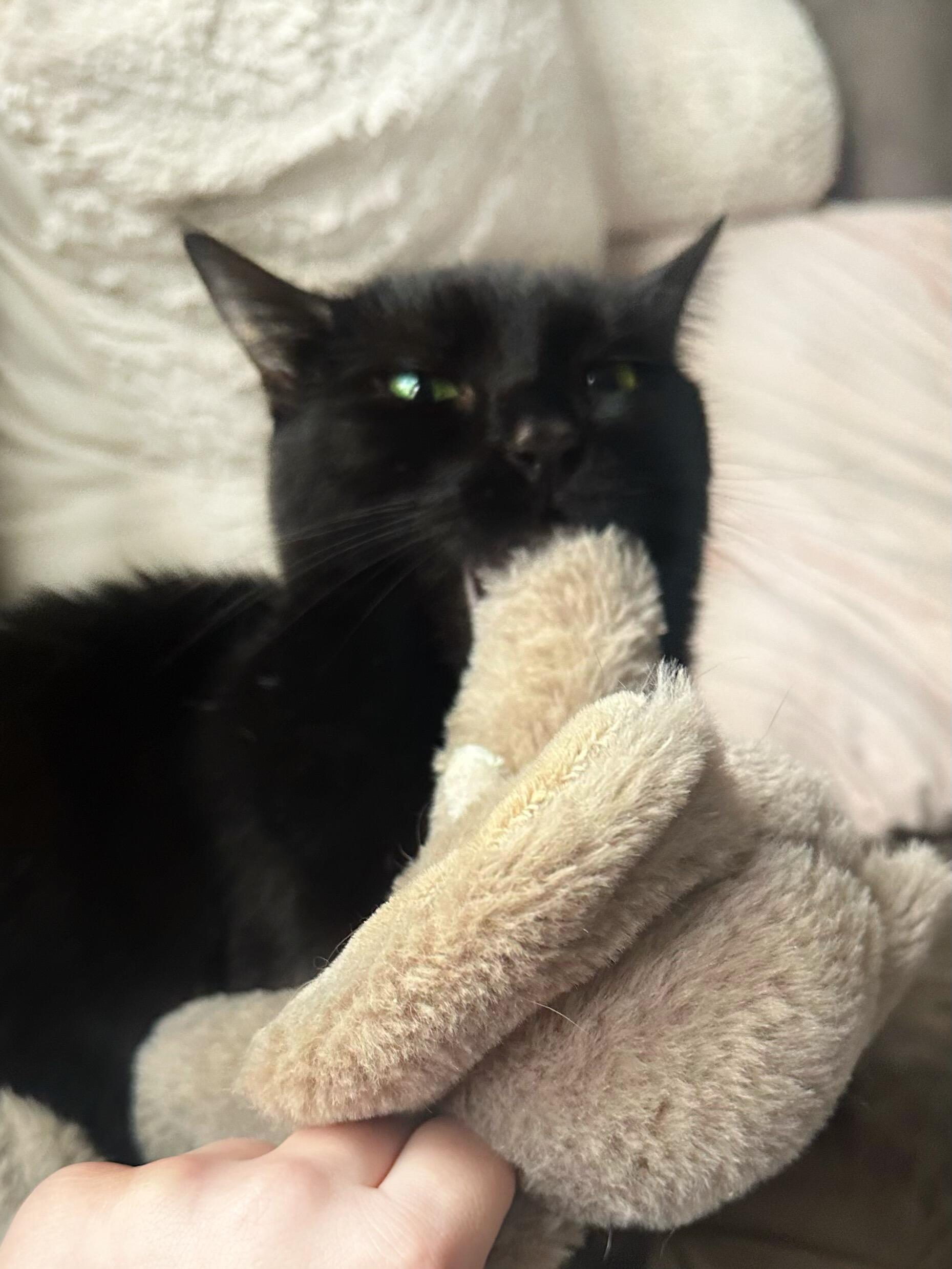 Emmy joins the other three cats as part of the family.