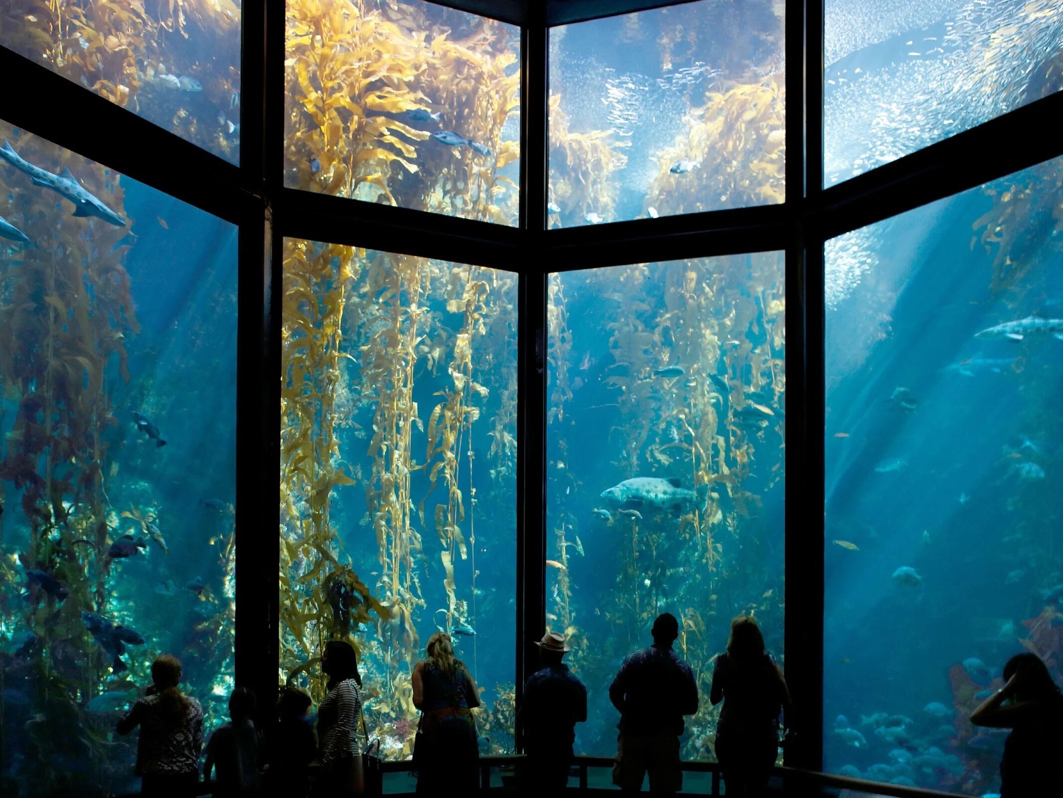 Picture of Monterey Bay Aquarium