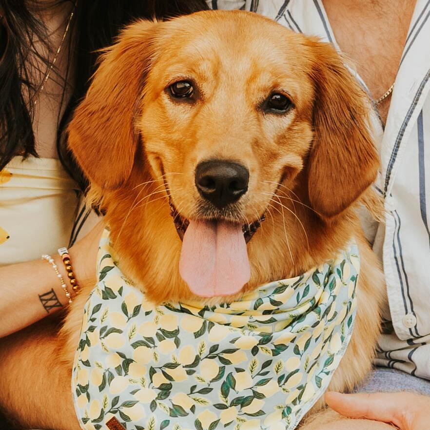 Nala 
